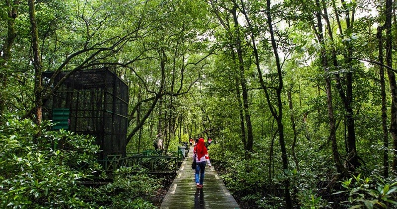 Mangrove Wismatirta: Rahasia Sunrise yang Bikin Hati Tenang di Cilacap