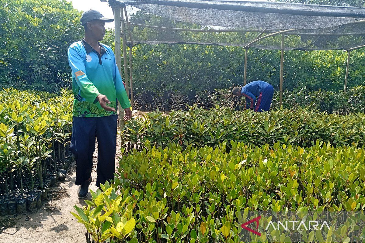 Mangrove Wismatirta: Jantung Hijau di Tengah Cilacap